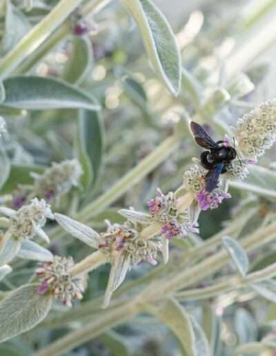 Insektenfreundliche Staude: Wollziest mit Holzbiene