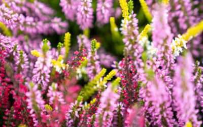 Besenheide, Calluna: Pflanzenporträt Heidekräuter