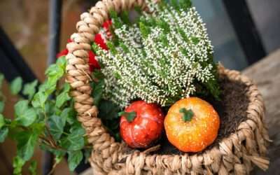 Garten Highlights im Herbst