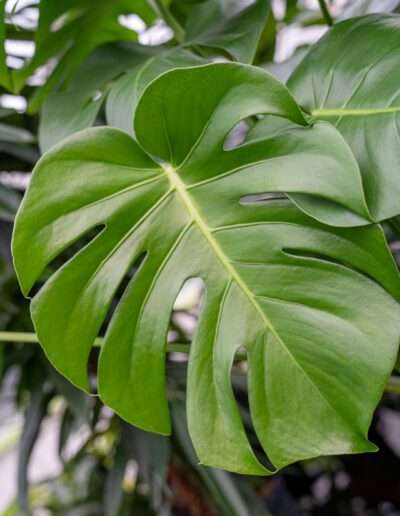 Luftverbesserer: Monstera (Fensterblatt)