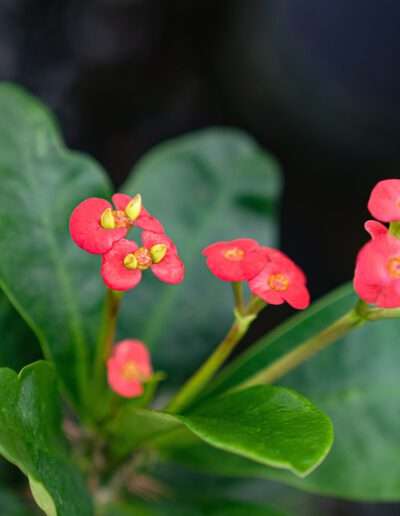 Euphorbia Milii (Christusdorn)