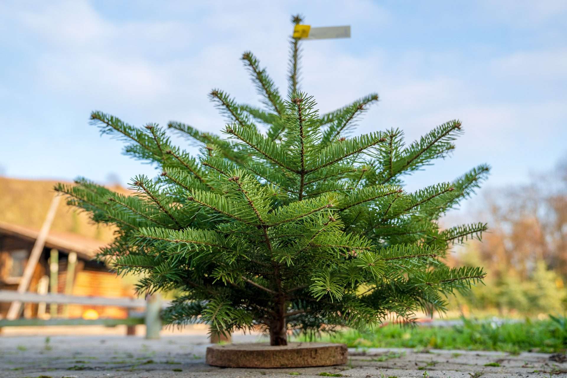 Mini Rotfichte als Weihnachtsbaum auf Sockel