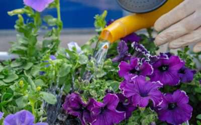 HowTo: Schöne Blumen den ganzen Sommer