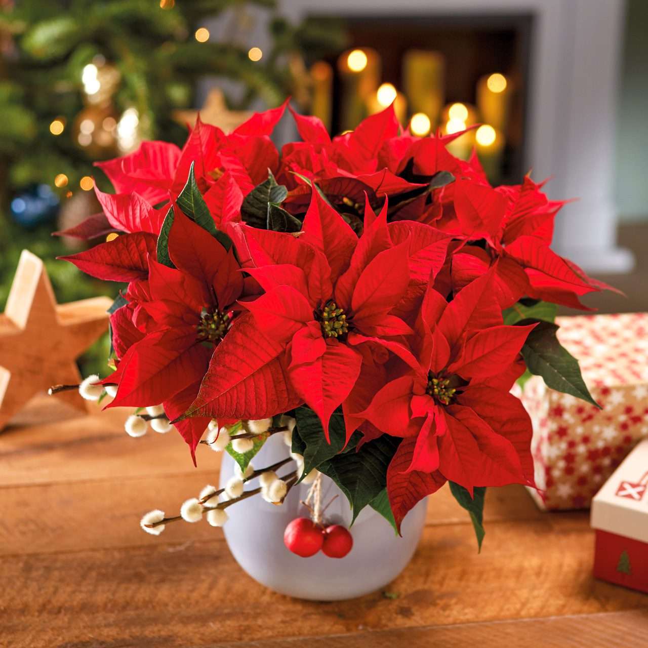 Strauß mit Weihnachtssternen in Rot by Stars for Europe