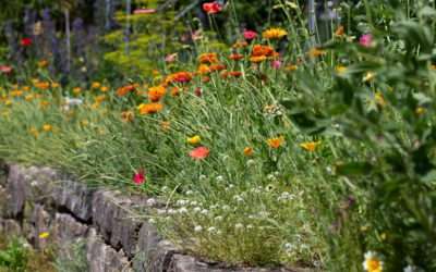 Pflegeleichter Garten mit Stauden