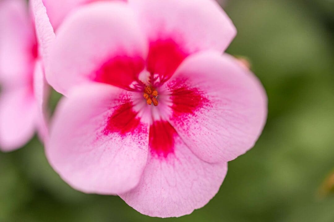 Die Benefizgeranie "Luise" der Gartenbaugruppe Würzburg
