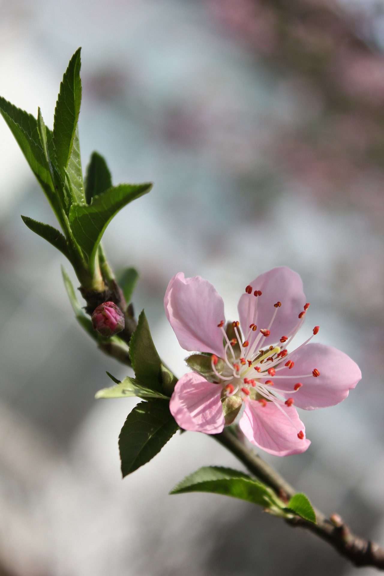 blühender Obstbaumzweig zum Barbaratag blühender Obstbaumzweig zum Barbaratag