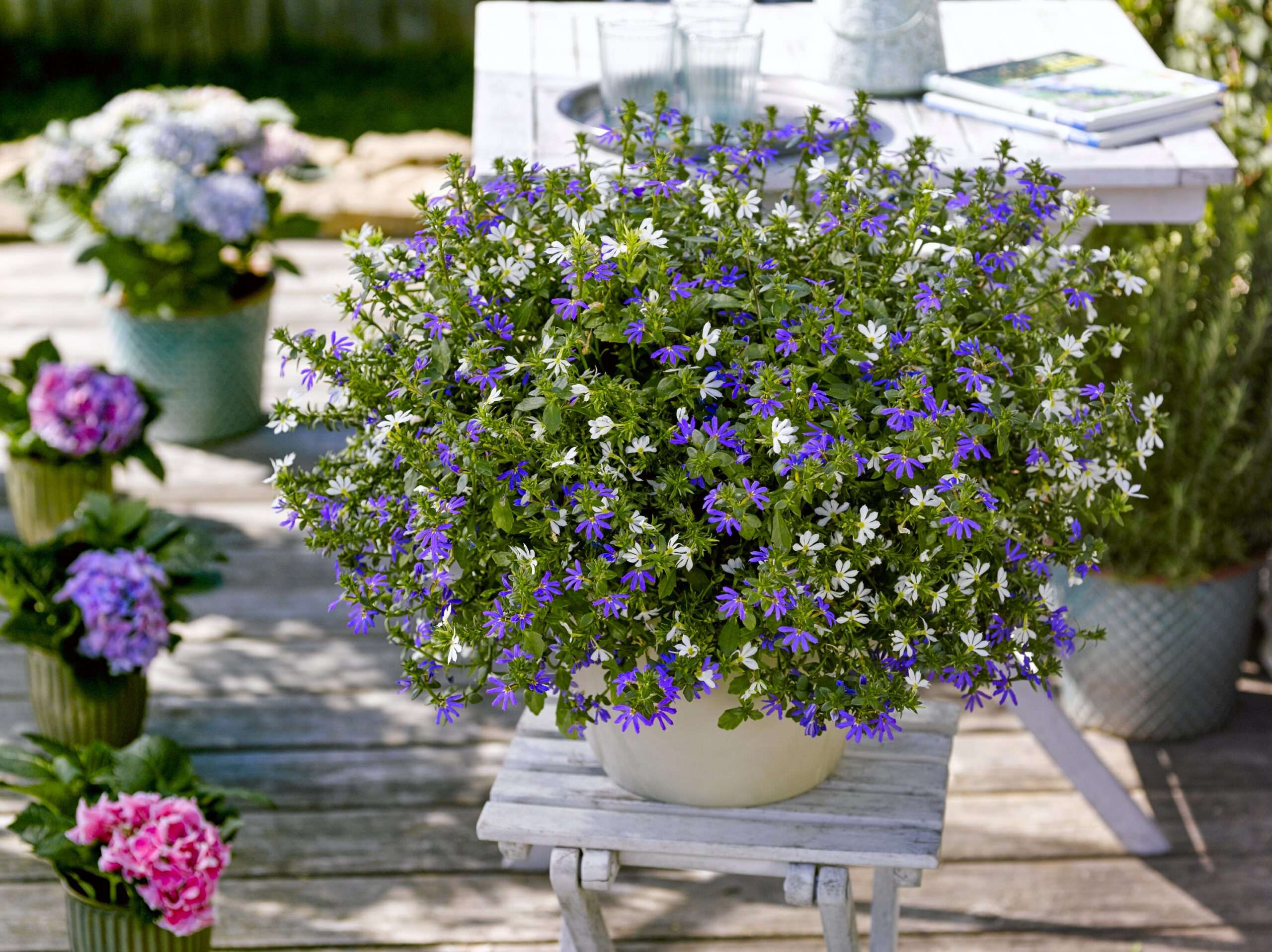 BdJ Bayern: Scaevola Blau, Weiß BdJ Bayern: Scaevola Blau, Weiß