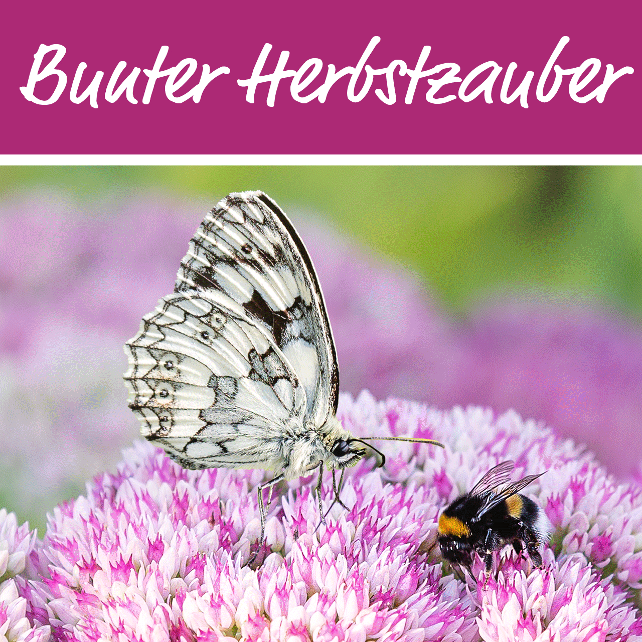 Gartenbaugruppe Banner Bunter Herbstzauber 2021 Gartenbaugruppe Banner Bunter Herbstzauber 2021