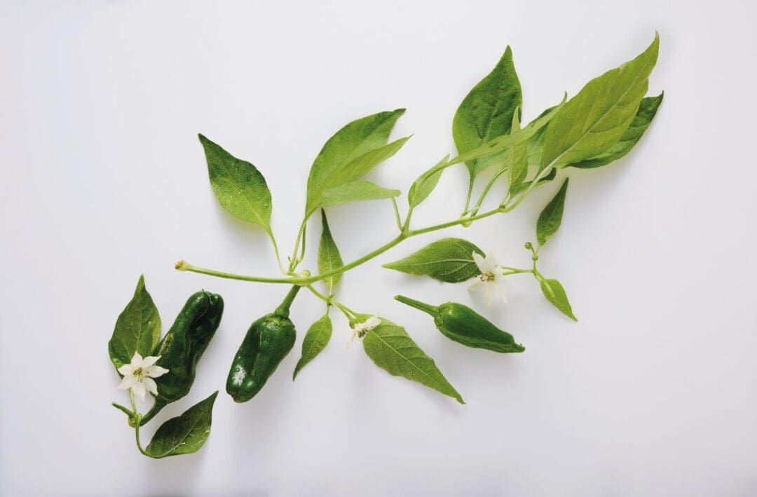 Gemüse des Jahres 2025 Bratpaprika Frucht2