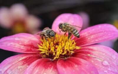 Insekten zählen, warum? Im doppelten Sinne …