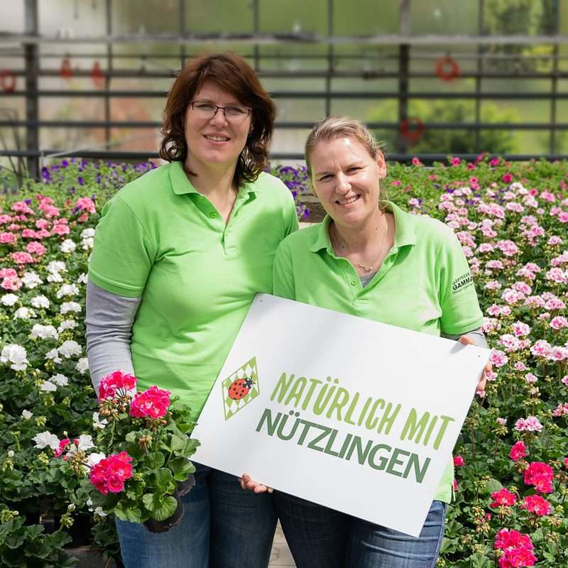 Petra Und Kathrin Gammanick Mit Geranien Quad Petra Und Kathrin Gammanick Mit Geranien Quad